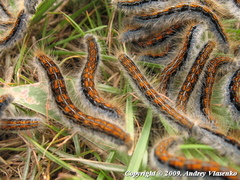 Malacosoma castrense
