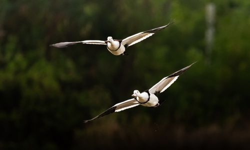 Radjah Shelduck
