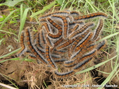 Malacosoma castrense