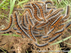 Malacosoma castrense