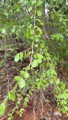 Erythroxylum brevipes, photograph (c) Alex Doyle, some rights reserved (CC BY)