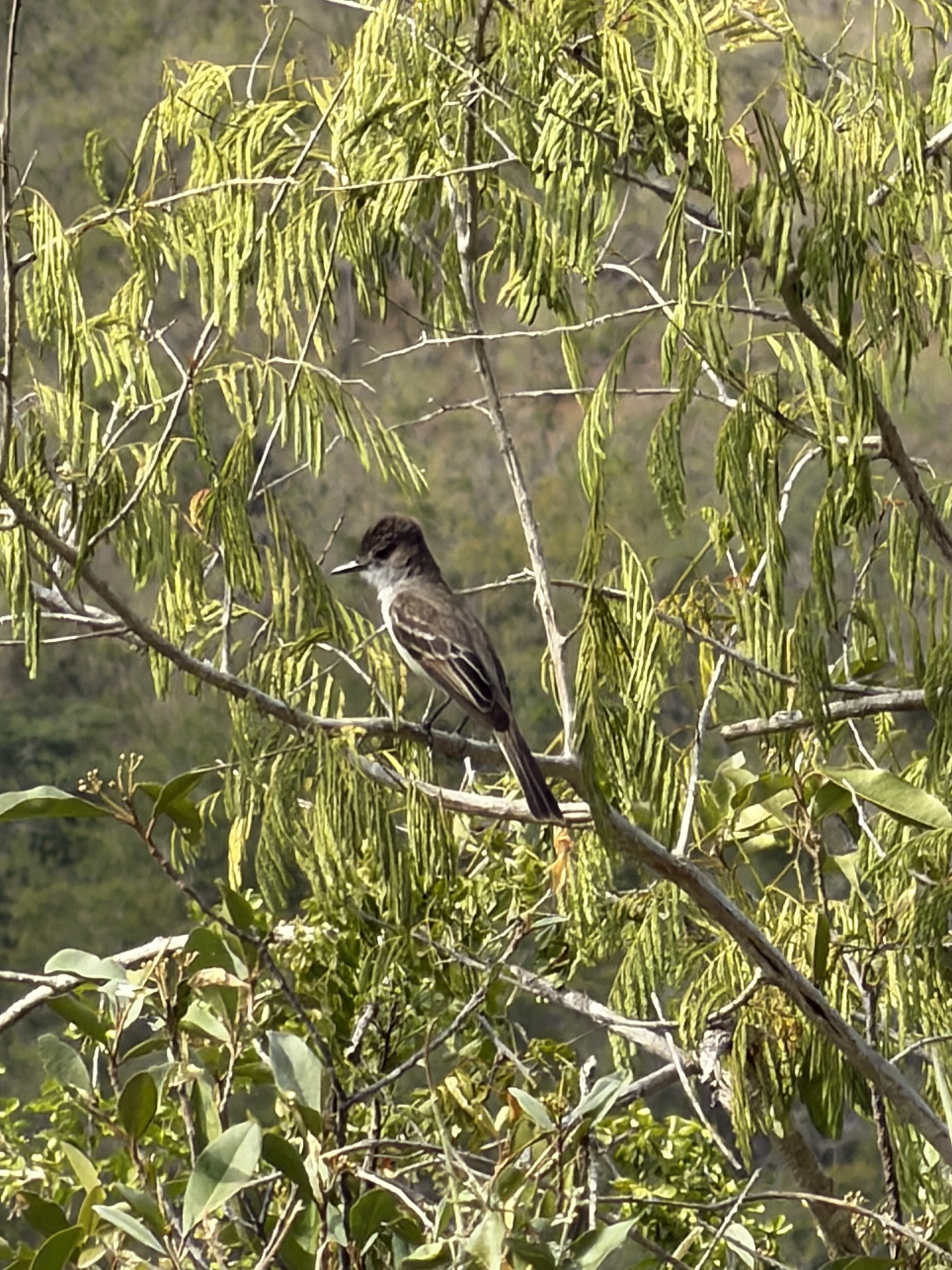 Puerto Rican Flycatcher (Myiarchus antillarum), photo 8