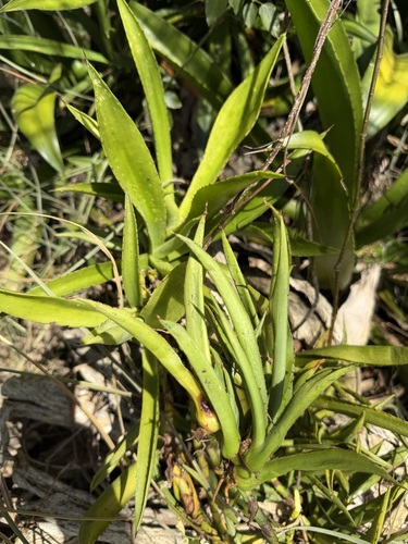 Agave missionum