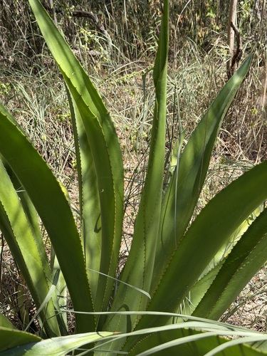 Agave missionum