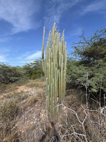 Pilosocereus armatus, photograph 3