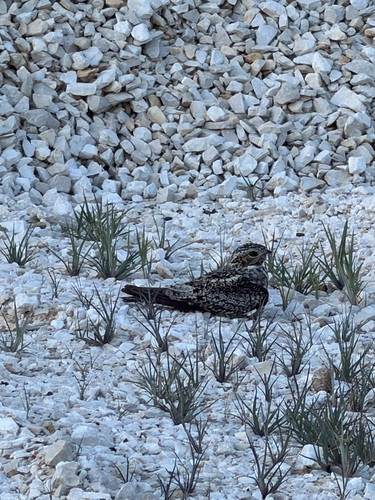 Antillean Nighthawk (Chordeiles gundlachii)