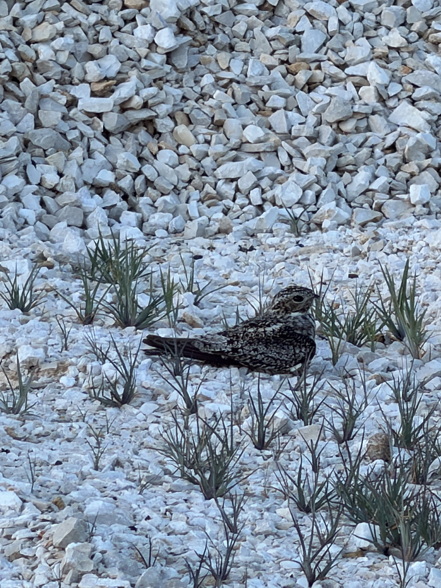 Antillean Nighthawk (Chordeiles gundlachii), photo 1
