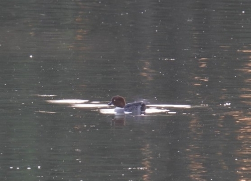 Common Goldeneye
