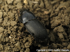 Harpalus dimidiatus