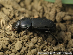 Harpalus dimidiatus