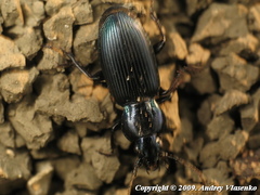 Poecilus puncticollis