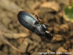 Poecilus puncticollis