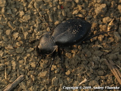 Carabus hungaricus