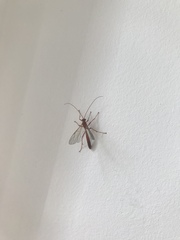 Ichneumonidae