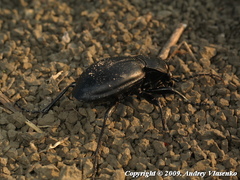 Carabus hungaricus