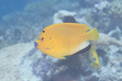 Apolemichthys trimaculatus