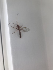 Ichneumonidae