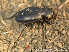 Carabus hungaricus