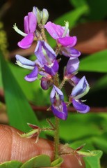 Pycnospora lutescens