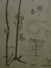 Acanthohelicospora aurea