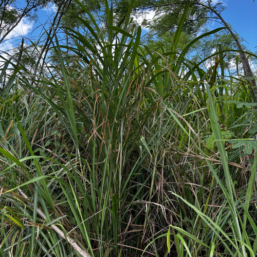 Miscanthus floridulus, photograph 4