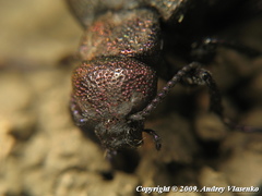 Meloe variegatus