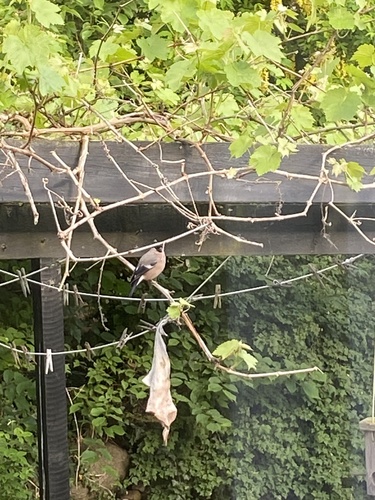 Eurasian Bullfinch