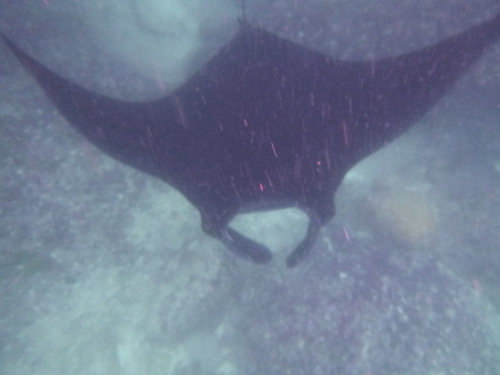 Reef Manta Ray (Mobula alfredi)