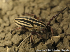 Dorcadion ciscaucasicum
