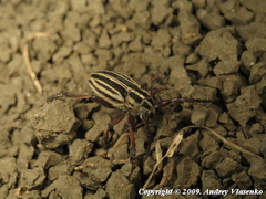 Dorcadion ciscaucasicum