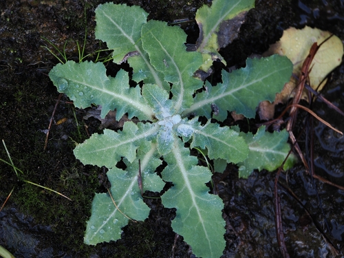 Sonchus kirkii, photograph 2