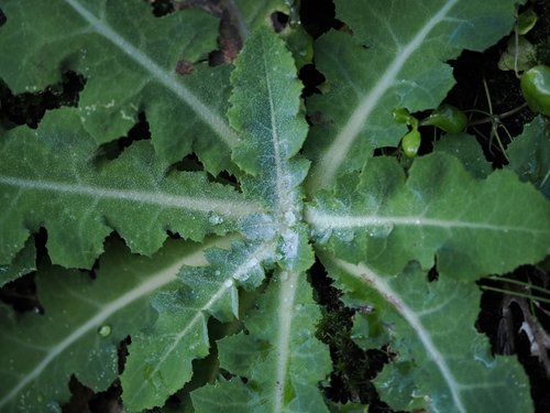 Sonchus kirkii, photograph 3