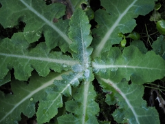 Sonchus kirkii, photograph (c) Angus Campbell, some rights reserved (CC BY)