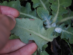 Sonchus kirkii, photograph (c) Angus Campbell, some rights reserved (CC BY)