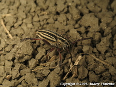 Dorcadion ciscaucasicum