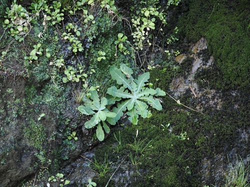 Sonchus kirkii, photograph 5