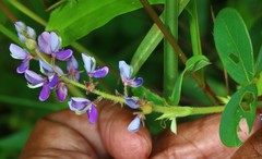 Pycnospora lutescens