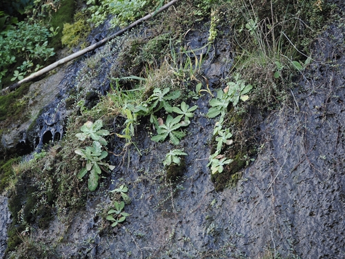 Sonchus kirkii, photograph 6