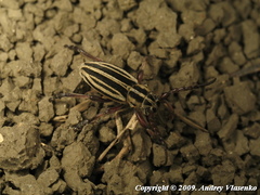 Dorcadion ciscaucasicum