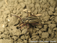 Dorcadion ciscaucasicum