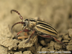 Dorcadion ciscaucasicum