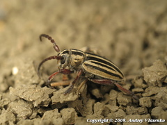 Dorcadion ciscaucasicum