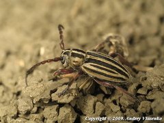 Dorcadion ciscaucasicum