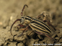 Dorcadion ciscaucasicum
