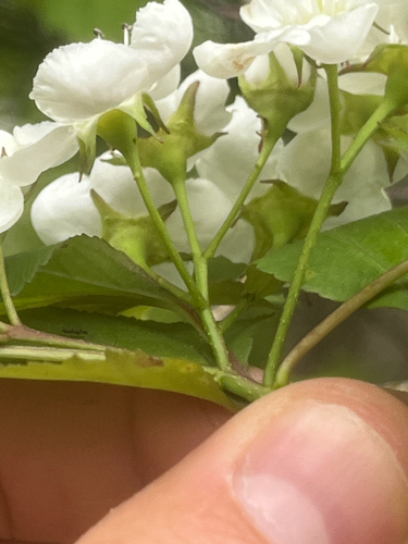 Crataegus pruinosa, 2026-05-27