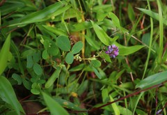 Pycnospora lutescens