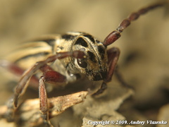 Dorcadion ciscaucasicum