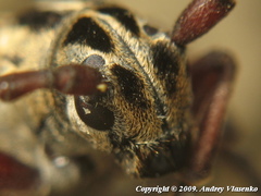 Dorcadion ciscaucasicum