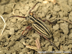 Dorcadion ciscaucasicum