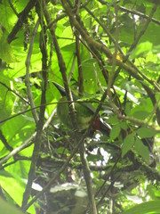 Aulacorhynchus prasinus caeruleogularis